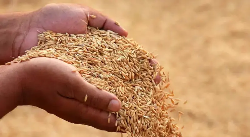 നെല്‍കര്‍ഷകര്‍ക്ക് ആശ്വാസവാര്‍ത്ത; സംഭരണവില വിതരണം പുനരാരംഭിക്കും