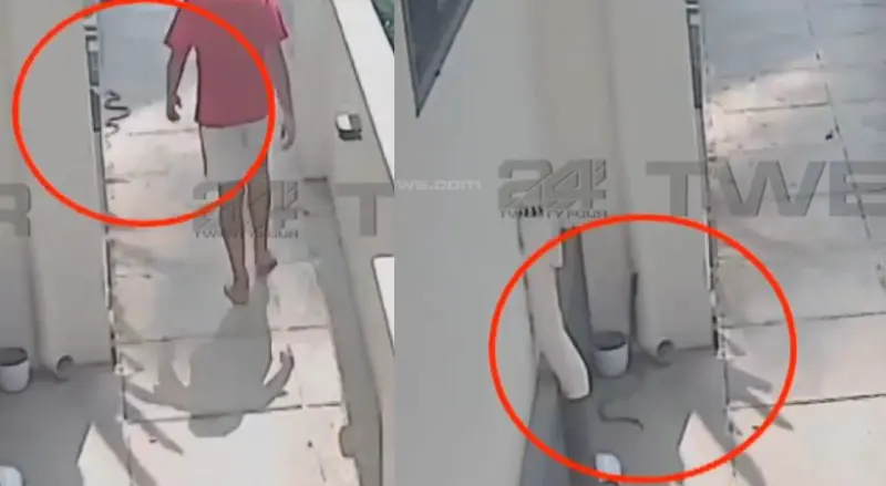 വീടിന്റെ മുറ്റത്ത് മൂര്ഖന്, കടിയേല്ക്കാതെ കുട്ടി അത്ഭുതകരമായി രക്ഷപ്പെട്ടു, വിഡിയോ