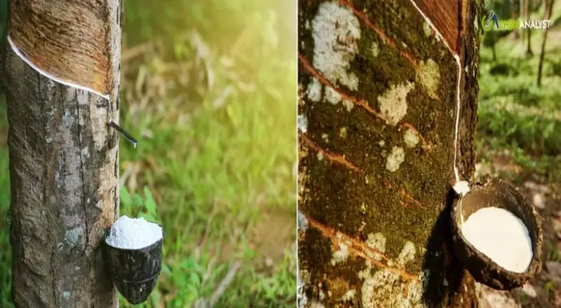 റബര്‍ വില പുതിയ ഉയരങ്ങളില്‍; ഷീറ്റ് റബറിന് കടുത്ത ക്ഷാമം