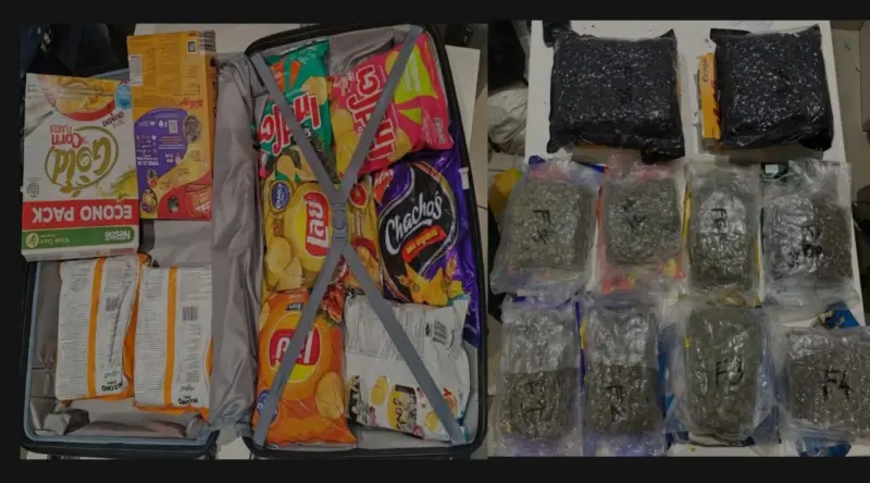 DRI seizes 39.24 kg hydroponic cannabis from Bangkok fliers at Ahmedabad airport