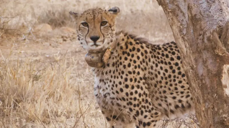 Another Adult Cheetah, Pavan, Dies in Kuno