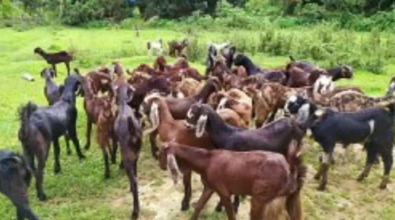 टाकरखेड्यात पुन्हा दरोडा, ३१ शेळ्या लंपास