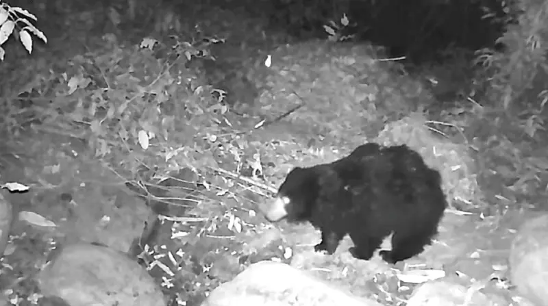 Black bear spotted in Rani Reserve Forest, highlights rich biodiversity