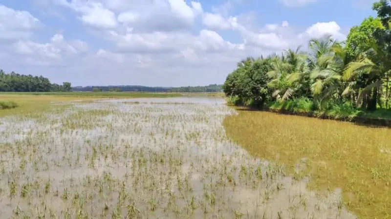കാലം തെറ്റിയ മഴയില് മുങ്ങിയത് 40 കോടിയുടെ മുണ്ടകന്