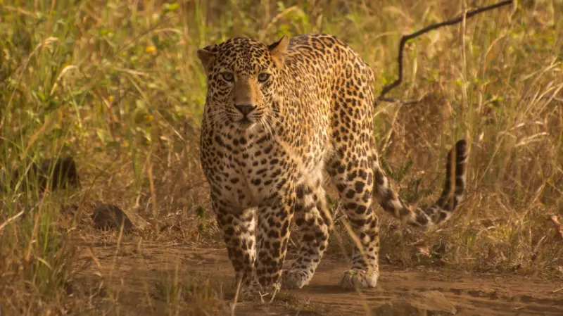 Maharashtra Plans Leopard Safari Amid Rising Big Cat Population