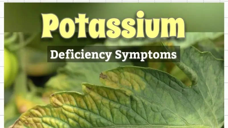 ♻️ Deficiency symptoms and organic corrections for potash (K)