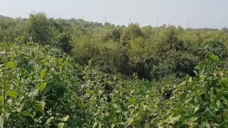 Nature hits back: 10,000 buried mangroves in Uran resurrect