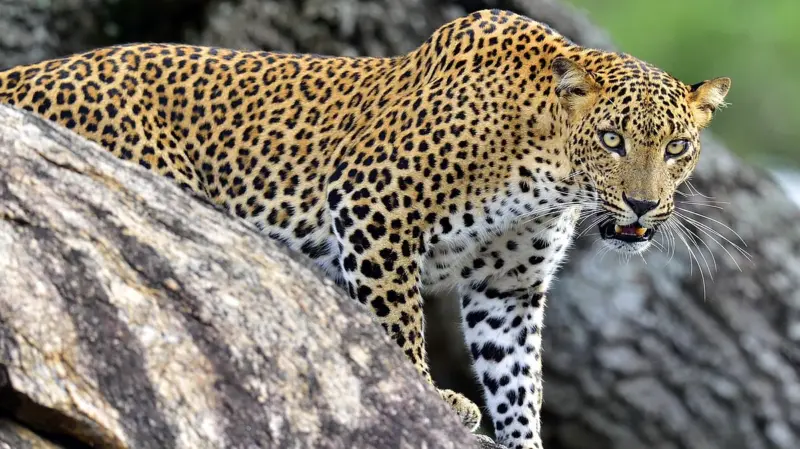 When the leopards divide us