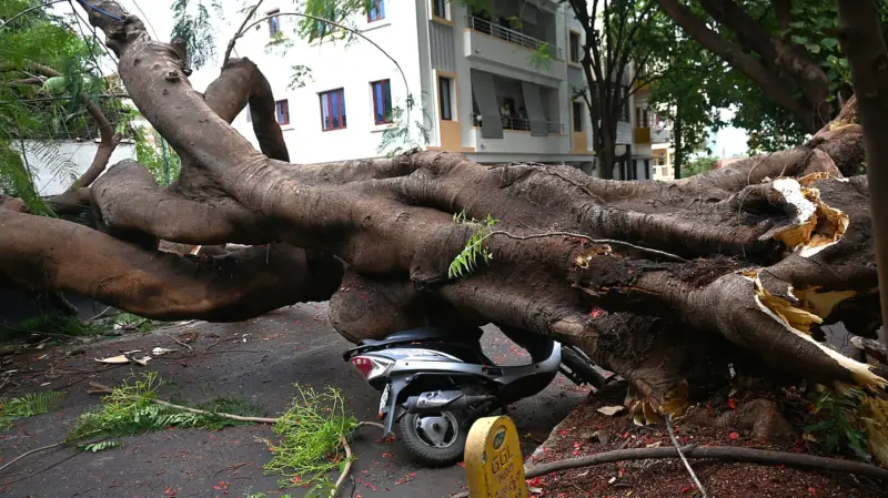 Exotic trees topple the most during Bengaluru rains