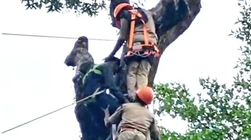 മരത്തില്‍ കുടുങ്ങിയ തൊഴിലാളിക്ക്  രക്ഷകരായി അഗ്നിശമനസേന