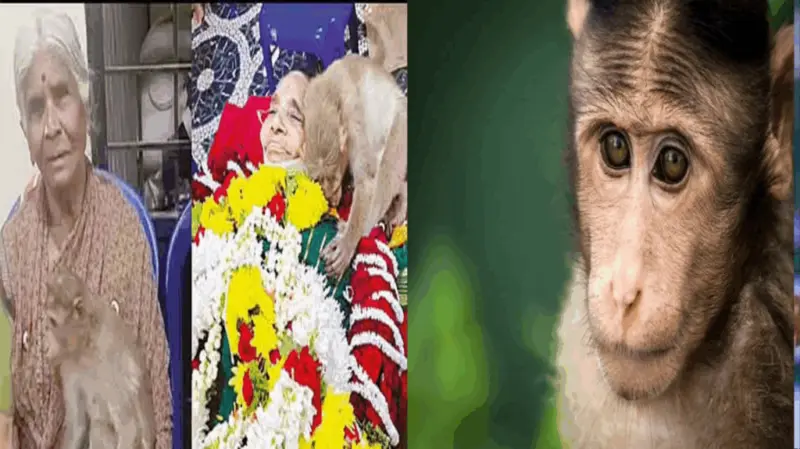 "பாட்டி எழுந்துரு பாட்டி!".‌. உயிரிழந்த மூதாட்டியை கட்டிப்பிடித்து அழுத குரங்கு.. இறுதிச்சடங்கில் பாசப்போராட்டம் நடத்திய வாயில்லா ஜீவன்..நெஞ்சை உலுக்கும் சம்பவம்..!!