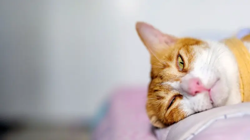 Word of the day, April 19: 'Languid'