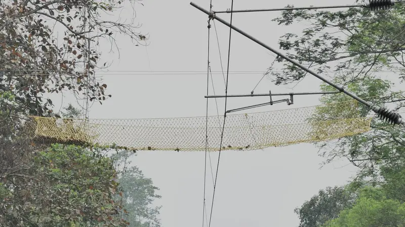 Primate uses canopy bridge to cross rail line at Assam sanctuary; first instance worldwide, says WII