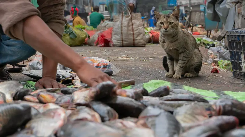 West Bengal Assembly Elections 2026 | Fish, identity and votes: How Bengal's favourite food has become sharpest political hook of polls