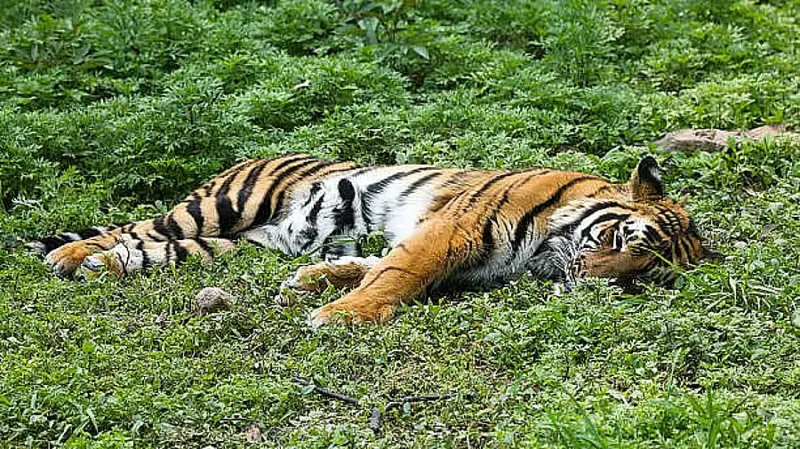 Male tiger dies due to snare in Mysuru