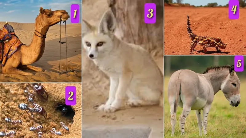 அதீத வெப்பத்தில் வாழும் 5 உயிரினங்கள். எப்படி வாழ்கின்றன?