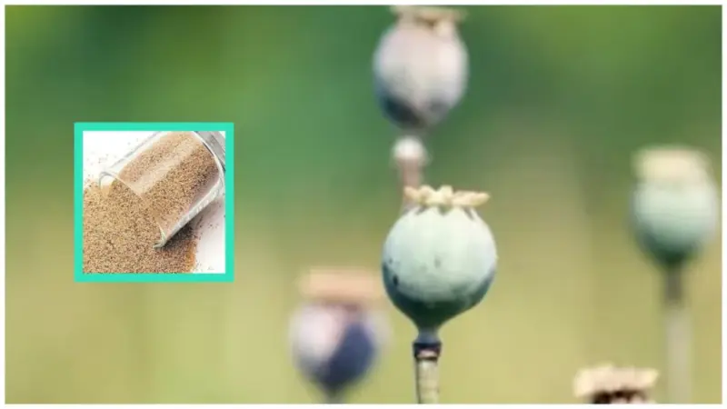 Poppy seeds for Face: சருமம் சட்டுனு பளபளக்கனுமா?. கசகசாவை இப்படி பயன்படுத்திப் பாருங்க!