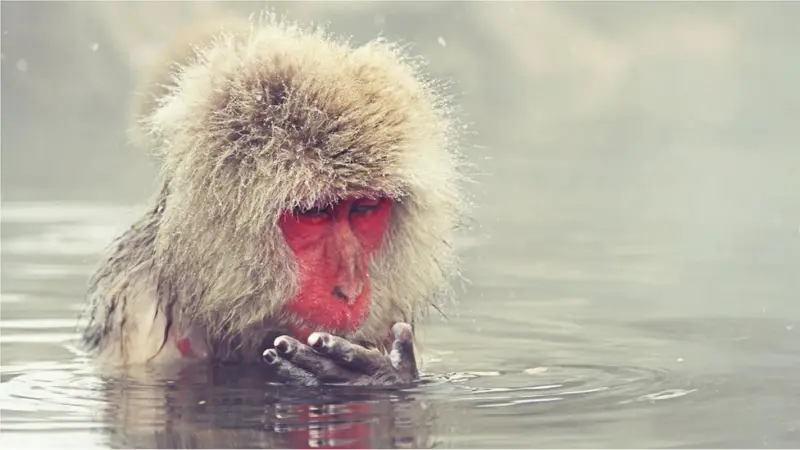 आंघोळीनंतर त्वचेला सुरकुत्या का पडतात?