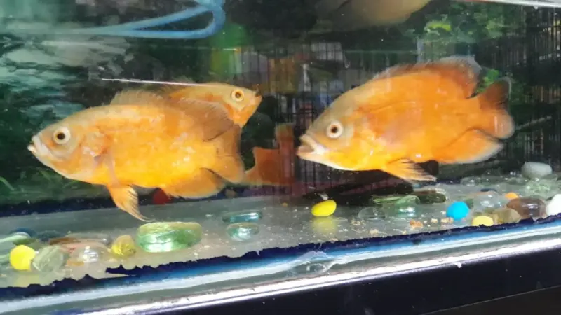 લોકડાઉનમાં 'ફિશ ફૂડ'નું શું...?