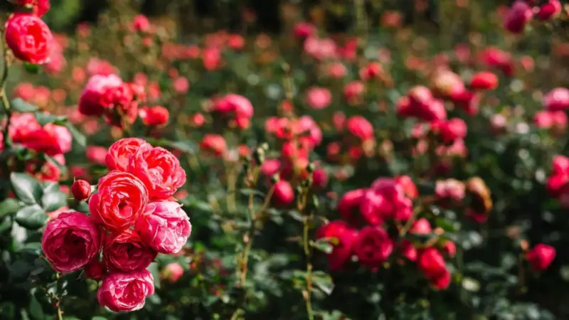 Best Time To Prune Roses In India For Better Blooms