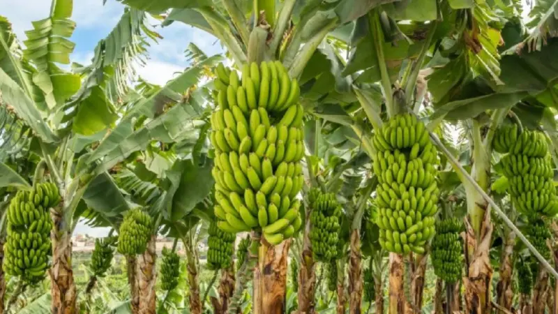 जलगांव में 200 करोड़ की लागत से बनेगा केला क्लस्टर, केंद्र से मिली मंजूरी.. इस तरह की होंगी लेटेस्ट सुविधाएं
