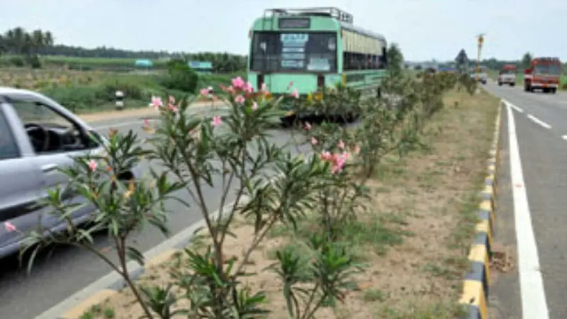 தேசிய நெடுஞ்சாலைகளின் மையத்தில் அரளி செடி வளர்ப்பதன் ரகசியம்!