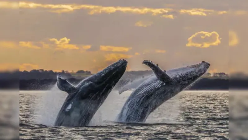 How Whale Poop Quietly Supports Ocean Life and Stabilizes Earth's Climate