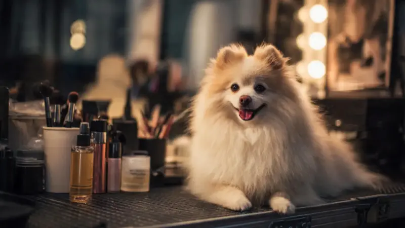 Dog Grooming Essentials Every Owner Should Know To Keep Their Pet Healthy Clean And Comfortable