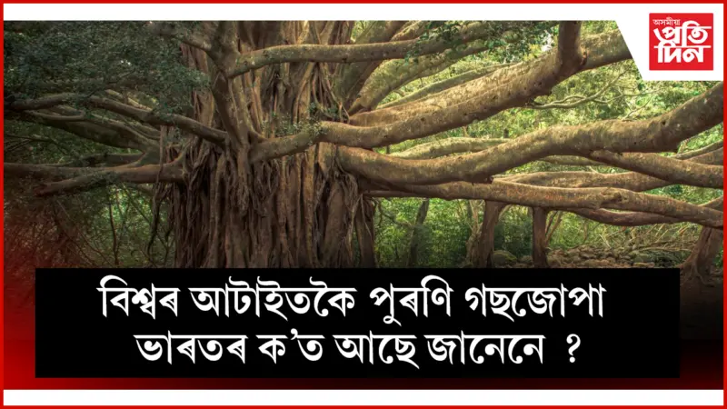 ঋষিমুনিৰ তপস্যাৰ সাক্ষী ৫০০ বছৰীয়া এইজোপা গছ