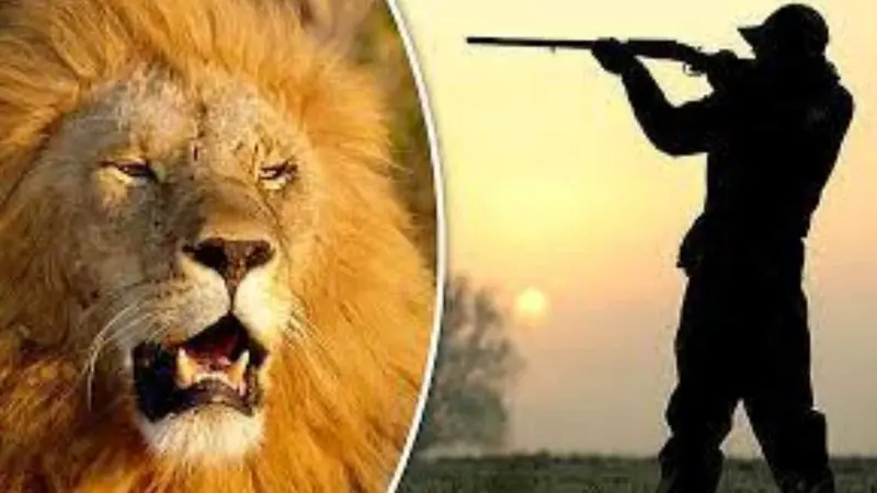 சிங்க வேட்டை வெறும் கௌரவத்துக்காக மட்டுமல்ல; பணத்துக்காகவும்தான்!