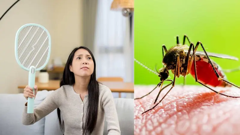 கருவுற்ற பெண்களை அதிகமாக கொசுக்கள் கடிப்பது ஏன்?