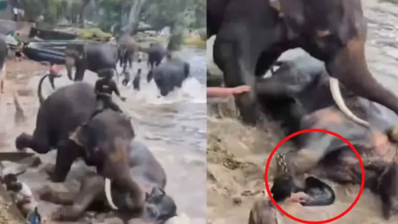 Elephants Fight: ఏనుగు, ఏనుగు కొట్టుకుని టూరిస్టుని తొక్కి చంపాయ్..
