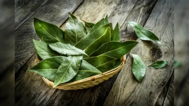 Bay Leaf Manifestation Ritual: Can It Really Make Your Wishes Come True