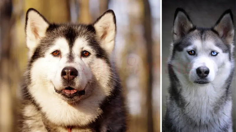 பல நிறங்களில் கண்கள்; தப்பிப்பதில் கில்லாடிகள்... யார் இவர்கள்?