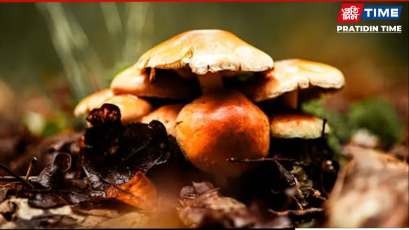 Assam: 11, Including Children, Fall Sick After Eating Wild Mushrooms in Sadiya