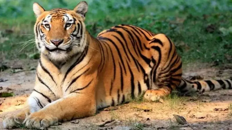 Project Tiger: बाघों का 'विश्वगुरु' बना भारत! टॉप 10 में मारी बाजी, जानें रूस और चीन से कितना आगे हैं देश