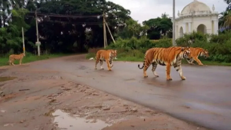 'African leopards, tigers' prowling in Karnataka's Srirangapatna? Photos of AI-generated big cats cause panic