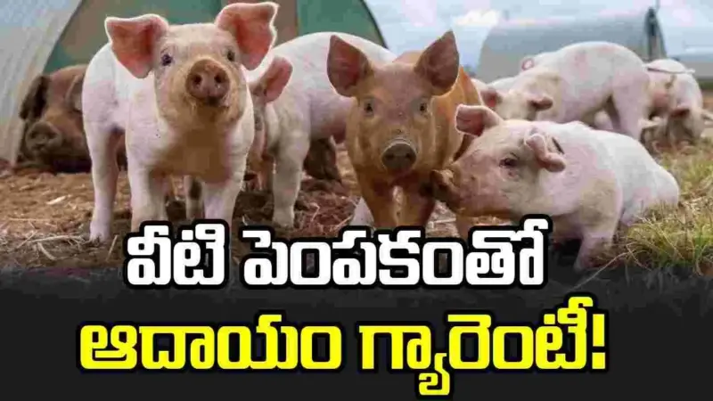 వీటి పెంపకంతో ఆదాయం గ్యారెంటీ!