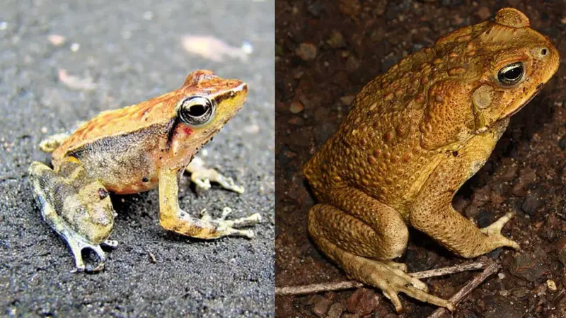 தவளை மற்றும் தேரையின் வாழ்க்கை முறை வேறுபாடுகள் தெரியுமா?