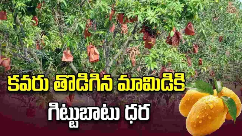 కవరు తొడిగిన మామిడికి గిట్టుబాటు ధర