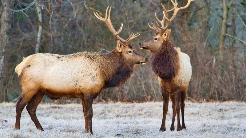 மானுக்கு அழகு சேர்க்கும் கலைக்கொம்புகள்:  சுவாரஸ்யமான சில தகவல்கள்!