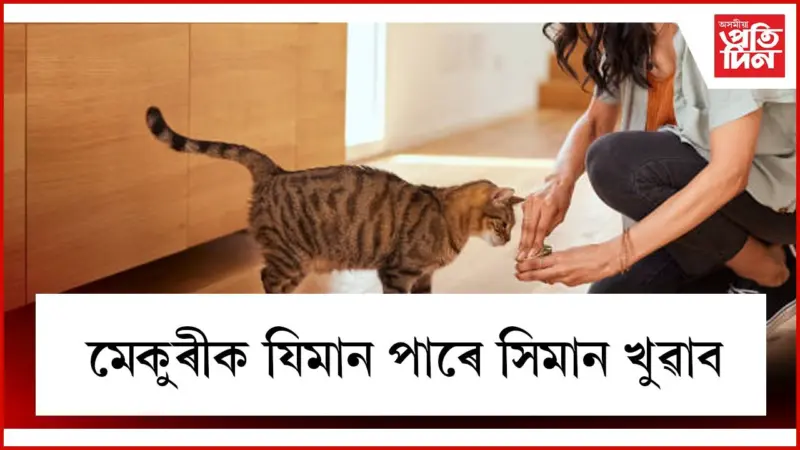 পৰুৱা-চৰাইক খাদ্য খুওৱাৰ উপকাৰিতা জানিলে আচৰিত হ'ব আপুনি