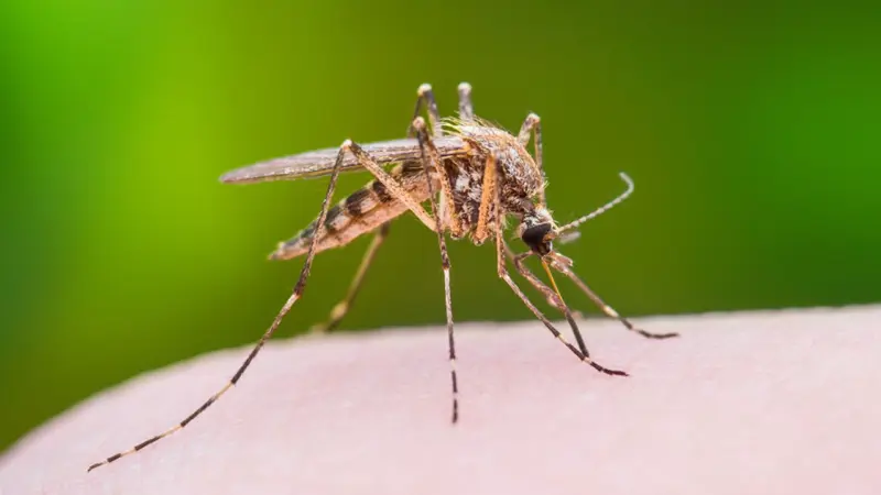 गर्मी के साथ बढ़ गया है मच्छरों का आतंक? इन 4 घरेलू उपायों से करें काम तमाम