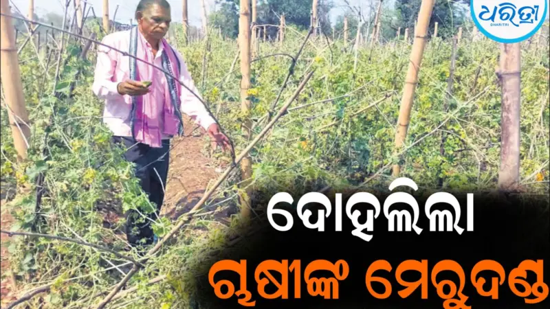 କରାମାଡ଼ରେ ଦୋହଲିଲା ଚାଷୀଙ୍କ ମେରୁଦଣ୍ଡ: ୨୮୦୦ ହେକ୍ଟର ଫସଲ ପ୍ରଭାବିତ