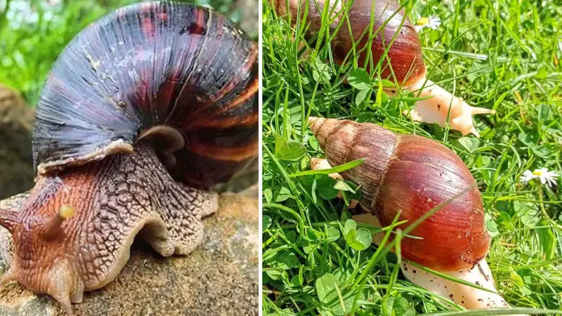 ஆபத்தான ஆப்பிரிக்க ராட்சச நத்தைகள் கட்டுப்படுத்துவது எப்படி?