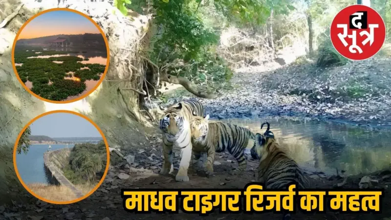 माधव राष्ट्रीय उद्यान बना देश का 58वां टाइगर रिजर्व, PM मोदी ने की सराहना