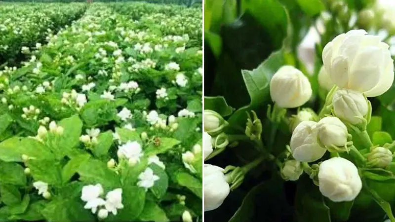 செம்மண் முதல் தேங்காய்ப் பால் வரை: எளிய பராமரிப்பில் மல்லிகைச் செடி!