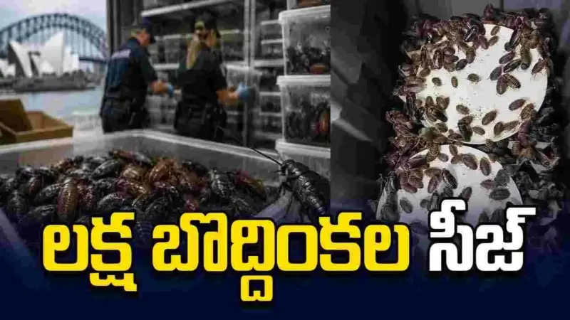 ఆస్ట్రేలియా చరిత్రలో మొదటిసారి.. లక్ష బొద్దింకల సీజ్..