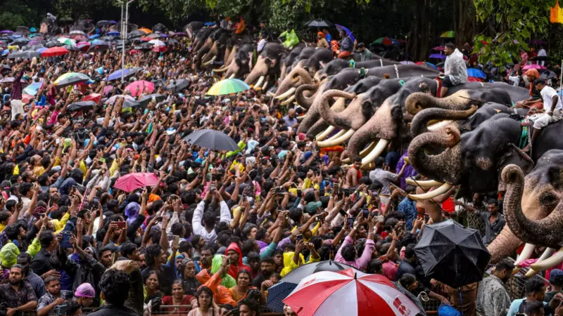 Kerala festival organisers allege bias in HC restrictions on parading elephants