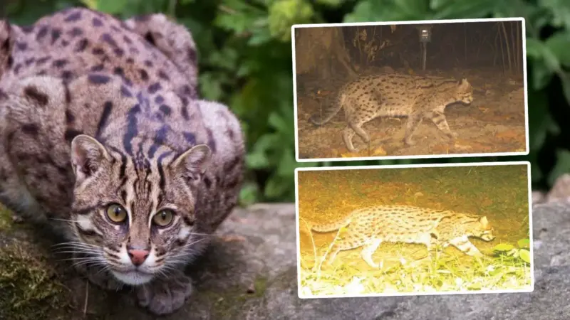 How Assam's Kaziranga National Park became a stronghold for the vulnerable fishing cats